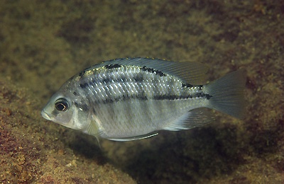 Protomelas taeniolatus 'Zimbawe Rock'